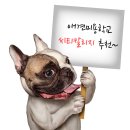 짱이야 애견미용 이미지