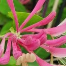 인동저녁노을 이미지