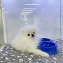 제주 강아지 위드미 이미지
