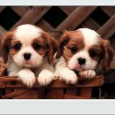 복실강아지 이미지