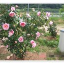 참살이농장 이미지