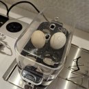 스테이솔올 이미지