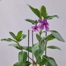 034. 의령정론 : 신동환의 풀어 쓴 한자 이야기 - 016. 농악(農樂) 2 이미지