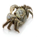 머슬 인 | 국내 최초 발견! 명장 도둑게의 뒤를 이을 블랙머슬 맹그로브 크랩 분양합니다 :)