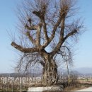 죽동마을 이미지