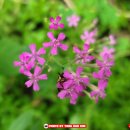 이모네포장마차 이미지