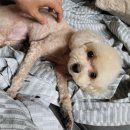 반짝반짝내작은개 이미지