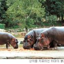 하마볼