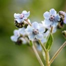 물망초forgetmenot 이미지