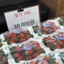 포천 아이랑 주말여행 포천딸기힐링팜, 딸기체험농장 위치 요금 키즈놀이시설