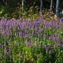 아니스 히솝(Anise Hyssop) 이미지