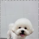 멍멍살롱 이미지