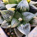 이그니스 이미지