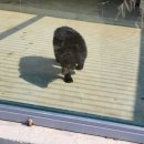 천남리 | 강릉 아이랑 가볼만한 곳 |쌍둥이 동물농장 내돈내산 후기