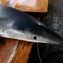 전통돔베기 이미지