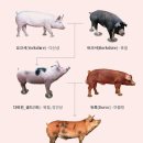 금돼지 이미지