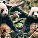 팬더 - 수원시 권선구 세권로 216 | 팬더