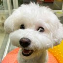 조이 애견 유치원 이미지