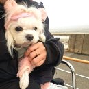영종도 애견동반호텔 에어스카이호텔 조식후기 그리고 레일바이크 정보