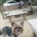 오.빵 타이어 이미지