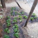 옥희농장 이미지