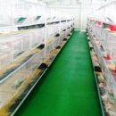 감먹은 토끼 이미지