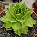 쿤타킨테 이미지