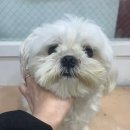 멍멍아 미용하자 이미지