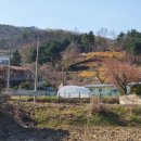 솟티 이미지