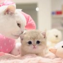 네코