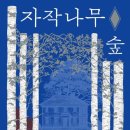자작나무숲