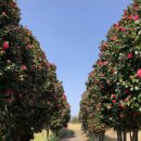 베네키아 중문호텔 이미지