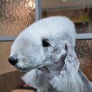 달이네 애견미용실 이미지