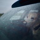 연희동물병원 이미지