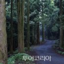 서귀포 치유의 숲 이미지