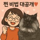 묘르신 | 💖🐾 템덕후의 눈물 젖은 육아일기! 우리집 묘르신 레이군, 장 건강 지켜낸 찐 비법!