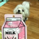 디어마이펫(DEARMYPET) 이미지