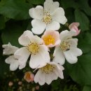 꽃향기어린이집 이미지