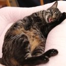 착한 고양이 이미지