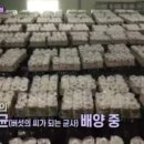 횡성상생장터