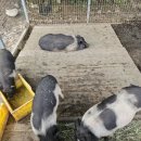 서아목장 이미지