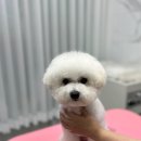퍼피쌀롱 | 대구 애견미용 퍼피쌀롱