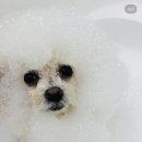 구미산동 애견미용 눈부시개 이미지