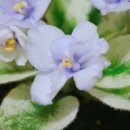 칠리농장 이미지