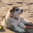 동성동물약품 이미지