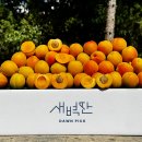 살구야 | 자두야 살구야? 플럼코트 처음 먹어본 솔직 후기 (심포니·하모니·티파니 비교)