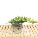 그린피아 이미지