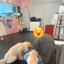 멍시티 | 부천 옥길동 스타필드시티 근처 애견카페 “멍다방” 내돈내산 후기