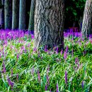 태화강 철새공원 이미지