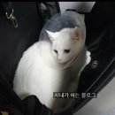 고양이 중성화 수술! 부산 서면 '정훈 동물병원' 후기